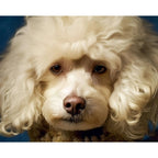 Renaissance Poodle Portrait Art Print from The Curated Goose