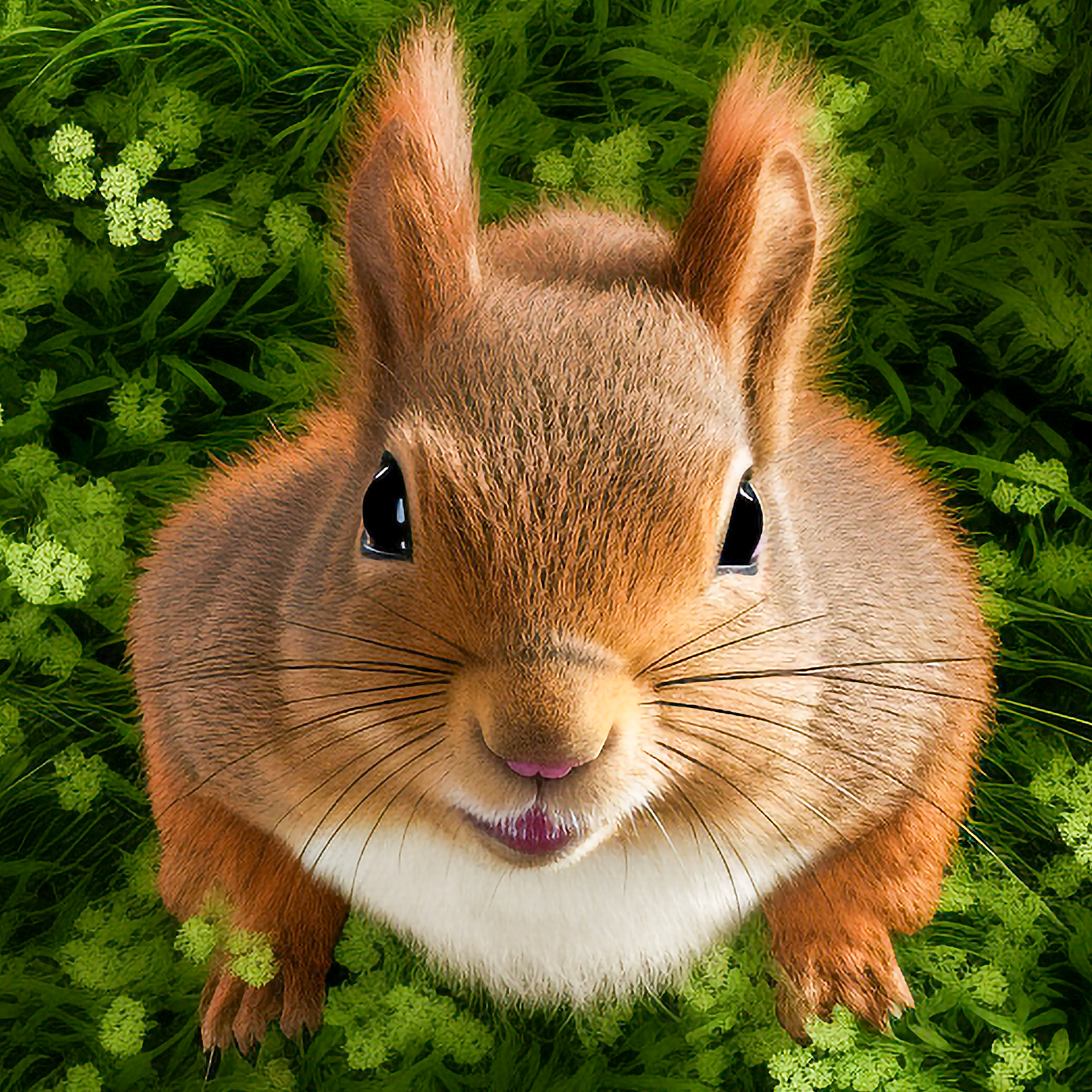 Nutty Squirrel Wrapping Paper – Cute, Quirky & Perfect for Any Occasion!